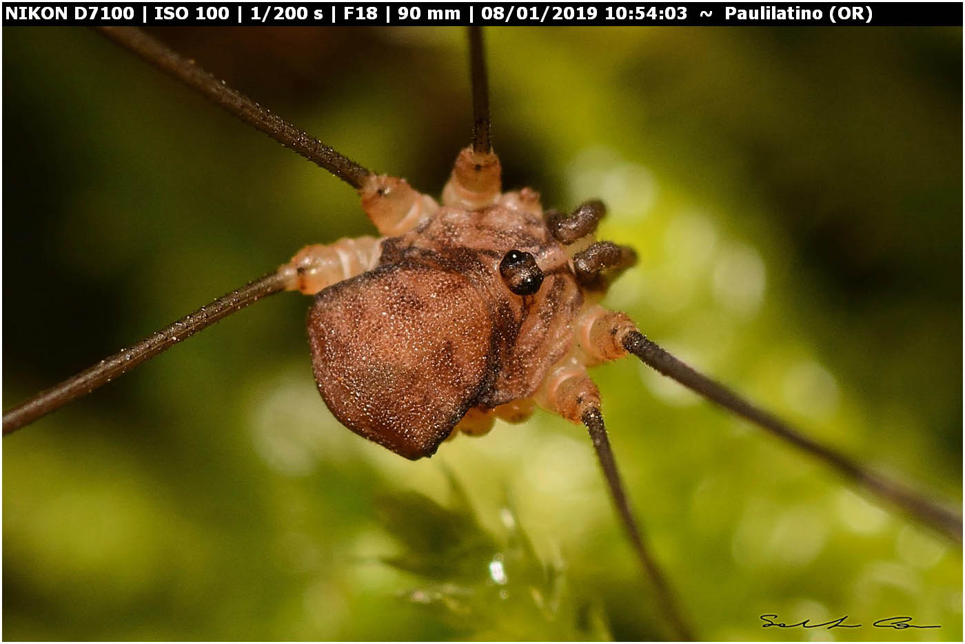 ♂ Nelima doriae (Sclerosomatidae)